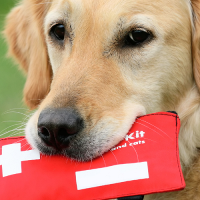 Pet First Aid Items You Should Always Have on Hand